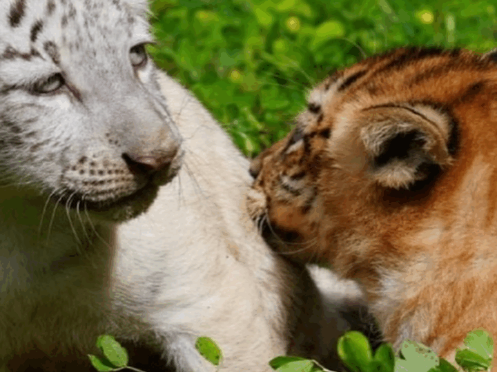 El Gobierno de Reconciliación y Unidad Nacional, a través de MARENA, anunció el nacimiento de dos crías de tigre en el Parque Zoológico Nacional