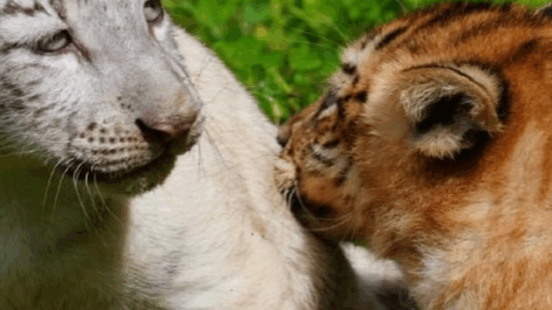 El Gobierno de Reconciliación y Unidad Nacional, a través de MARENA, anunció el nacimiento de dos crías de tigre en el Parque Zoológico Nacional