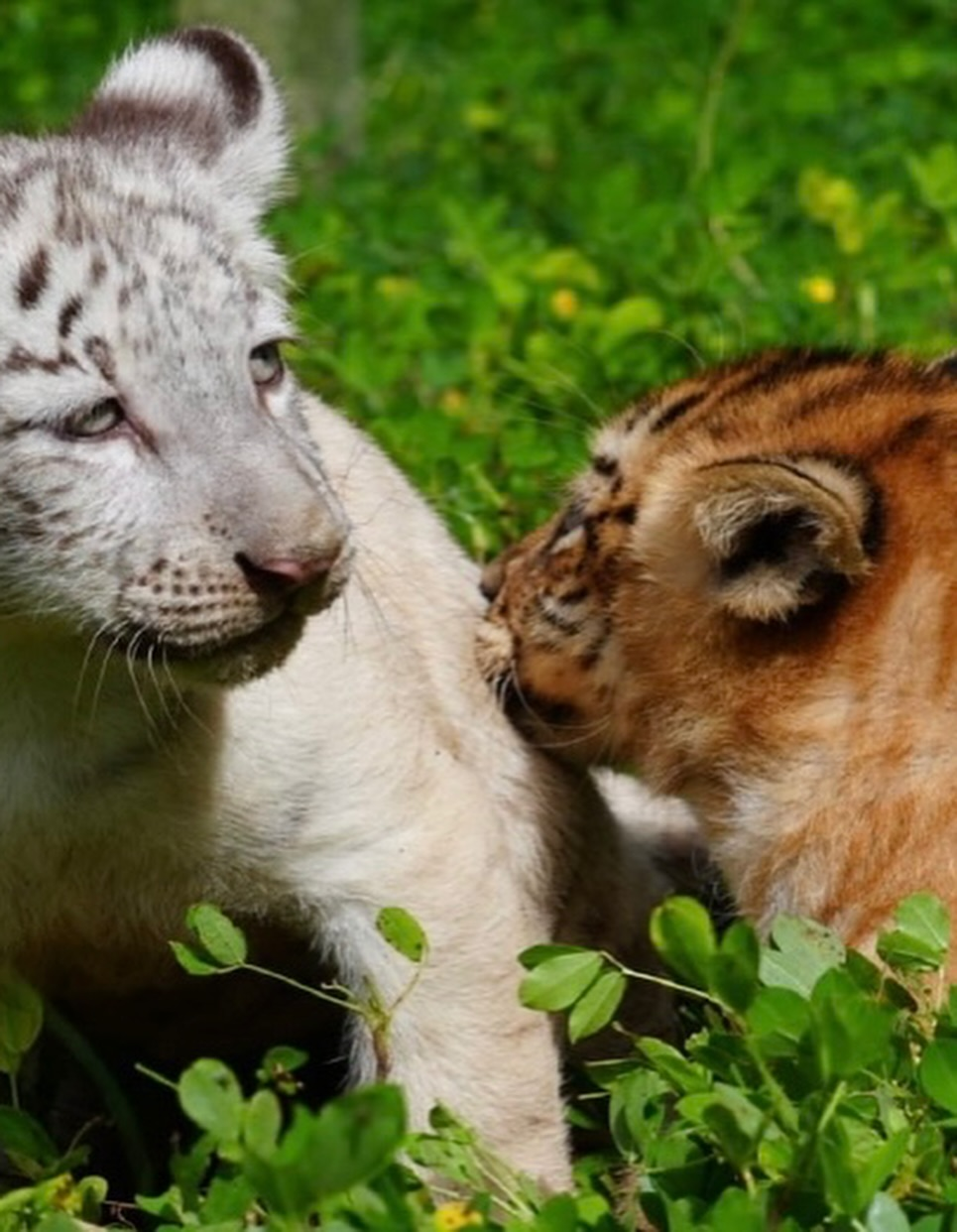 El Gobierno de Reconciliación y Unidad Nacional, a través de MARENA, anunció el nacimiento de dos crías de tigre en el Parque Zoológico Nacional