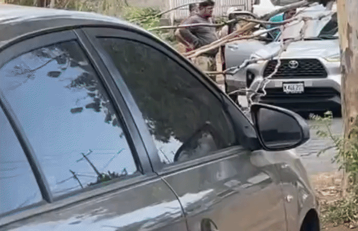 Conductor sufre crisis nerviosa tras caída de árbol sobre su vehículo en Managua