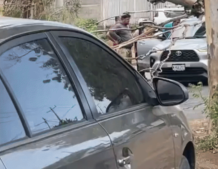 Conductor sufre crisis nerviosa tras caída de árbol sobre su vehículo en Managua