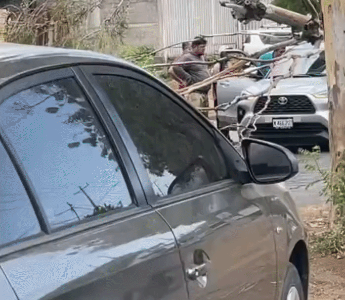 Conductor sufre crisis nerviosa tras caída de árbol sobre su vehículo en Managua