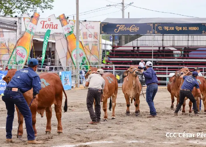 Feria Ganadera Internacional 2026 dinamiza la economía y el entretenimiento familiar