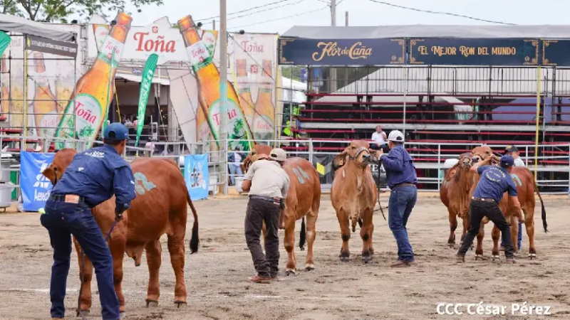 Feria Ganadera Internacional 2026 dinamiza la economía y el entretenimiento familiar