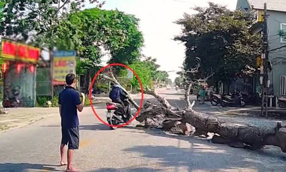 Trágico accidente en Vietnam: motociclista perece tras caerle encima un árbol