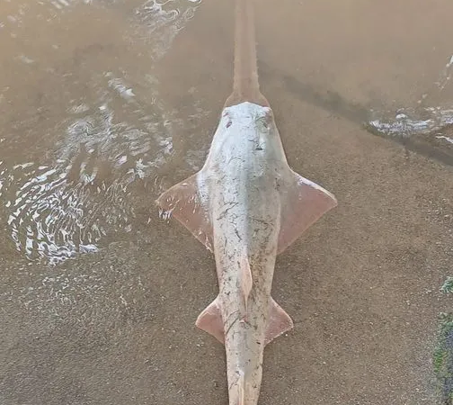 MARENA rescata y libera ejemplar de pez sierra en peligro crítico de extinción en el Río San Juan