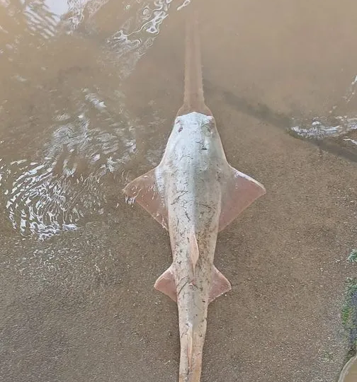 MARENA rescata y libera ejemplar de pez sierra en peligro crítico de extinción en el Río San Juan
