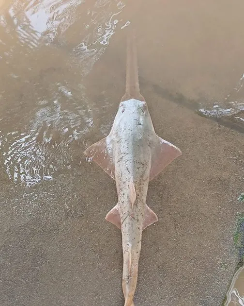 MARENA rescata y libera ejemplar de pez sierra en peligro crítico de extinción en el Río San Juan
