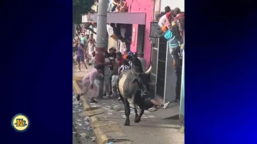 Toro «El Cacique» deja más de 10 lesionados en tope de toros en la ciudad de Masaya